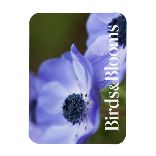 Blauer Anemone Magnet (Vertikal)