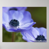 Blauer Anemone Poster (Vorne)