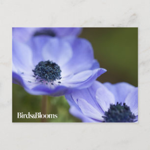 Blauer Anemone Postkarte