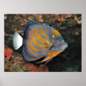Blauer Angelfisch Poster (Vorne)