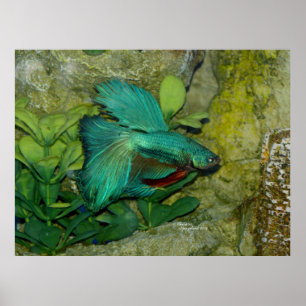Blauer Betta Fische Druck oder Plakat