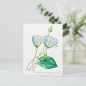 Blauer Blauer Lotus Blume Botanische Illustration Postkarte (Stehend Vorderseite)