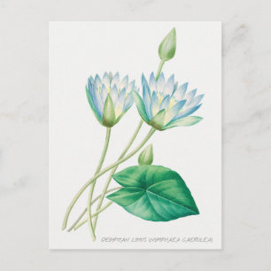 Blauer Blauer Lotus Blume Botanische Illustration Postkarte