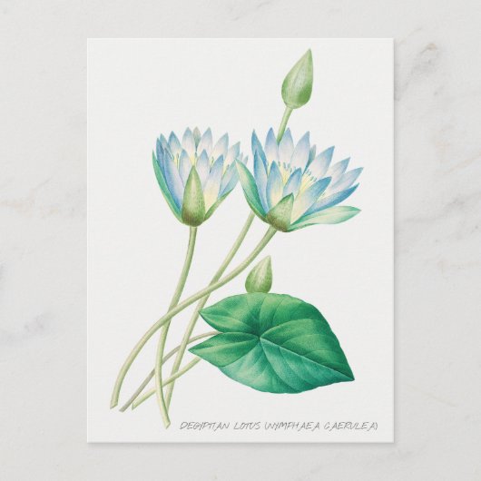 Blauer Blauer Lotus Blume Botanische Illustration Postkarte (Vorderseite)