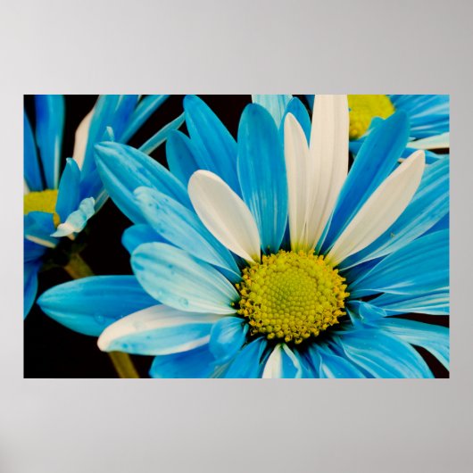 Blauer Blütenposter Poster (Vorne)