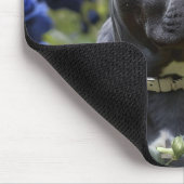 "Blauer Brindle Beauty: Ein Geheimtipp mit blauen Mousepad (Ecke)