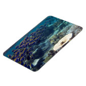 Blauer Chirurgenfisch Magnet (Linke Seite)