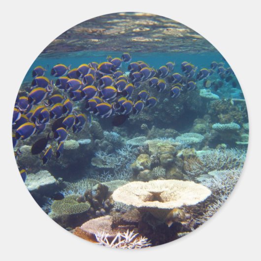 Blauer Chirurgenfisch Runder Aufkleber (Vorderseite)