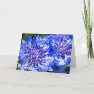 Blauer Cornflower Karte