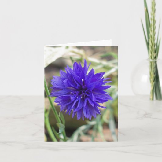 Blauer Cornflower Karte (Vorderseite)