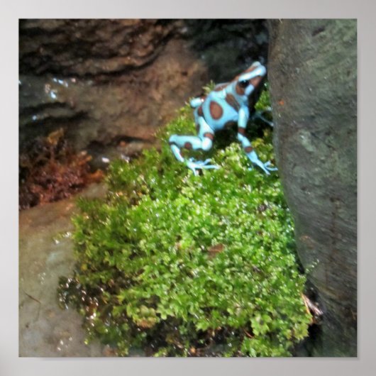 Blauer Dart Frog Poster (Vorne)