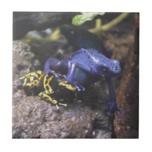 Blauer Dart Frog versteht keinen persönlichen Raum Fliese