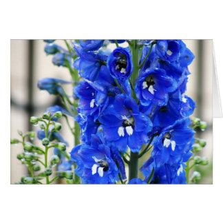 Blauer Delphinium