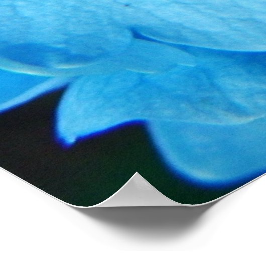 Blauer Eindruck (Hydrangea) Poster (Ecke)