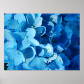 Blauer Eindruck (Hydrangea) Poster (Vorne)
