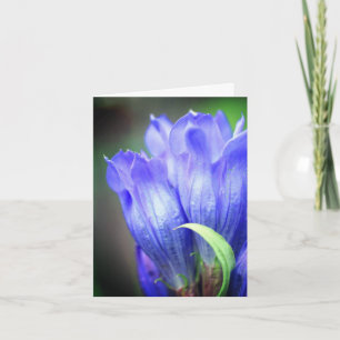 Blauer Enzian-Blumenfotografie