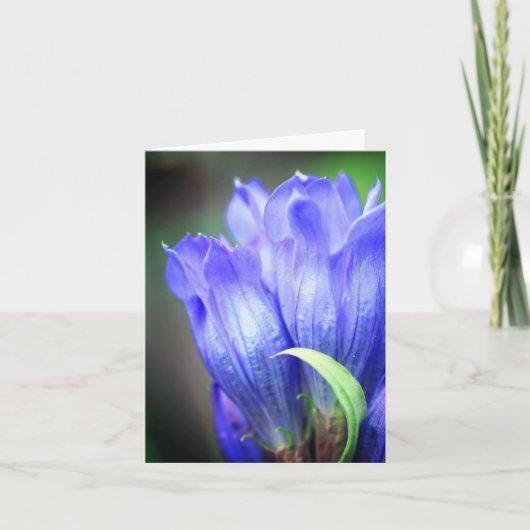 Blauer Enzian-Blumenfotografie (Vorderseite)