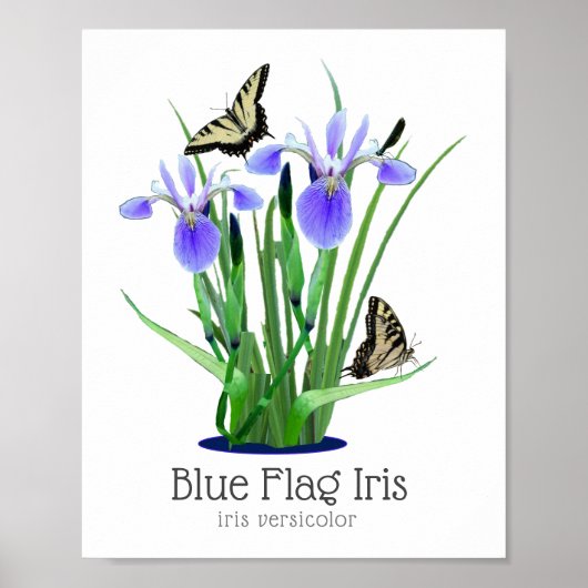 Blauer Fahne Iris und Frack Schmetterlinge Poster (Vorne)