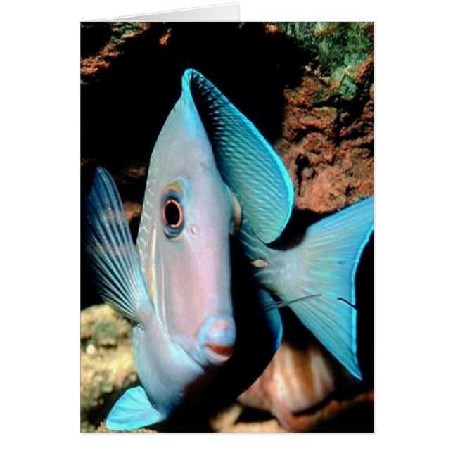 Blauer Fisch (Vorne)