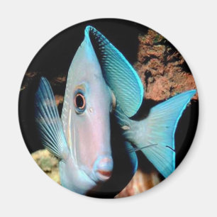 Blauer Fisch Magnet