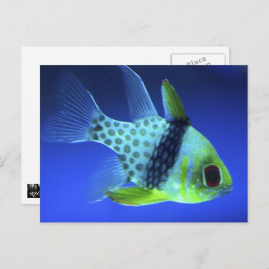 Blauer Fisch Postkarte (Vorne/Hinten)