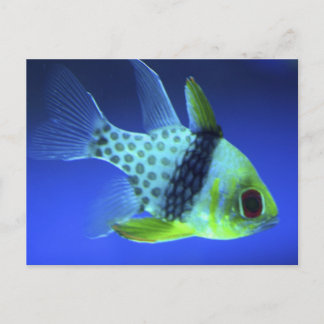 Blauer Fisch Postkarte