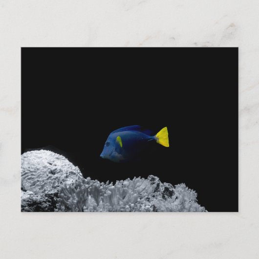 Blauer Fisch Postkarte (Vorderseite)