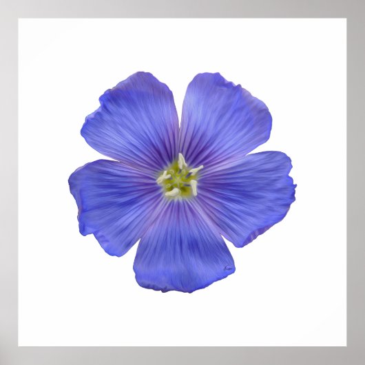 Blauer Flachs #1 Poster (Vorne)