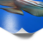 Blauer Flechtfisch Fotodruck (Ecke)