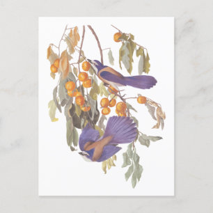 Blauer Floridaschrubbhäher Audubon-Vögel mit Orang Postkarte