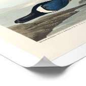 Blauer Flügel Aquamarin von Audubon Poster (Ecke)