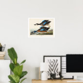 Blauer Flügel Aquamarin von Audubon Poster (Heimbüro)