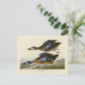 Blauer Flügel Aquamarin von Audubons Vögeln von Am Postkarte (Stehend Vorderseite)