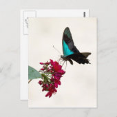 Blauer Frack Schmetterling Postkarte (Vorne/Hinten)