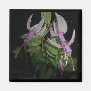 Blauer Fushia Magnet
