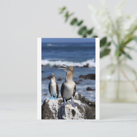 Blauer Fußboobier Galapagos-Inseln Postkarte (Stehend Vorderseite)