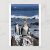 Blauer Fußboobier Galapagos-Inseln Postkarte (Vorderseite)