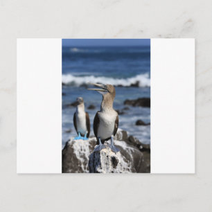 Blauer Fußboobier Galapagos-Inseln Postkarte