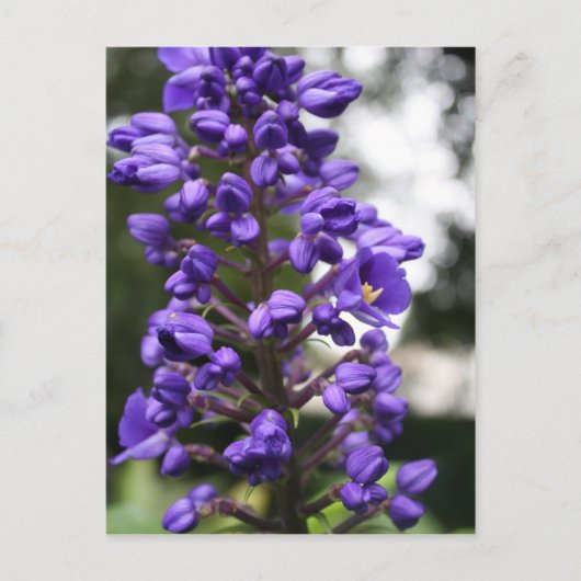 Blauer Gänger Postkarte (Vorderseite)