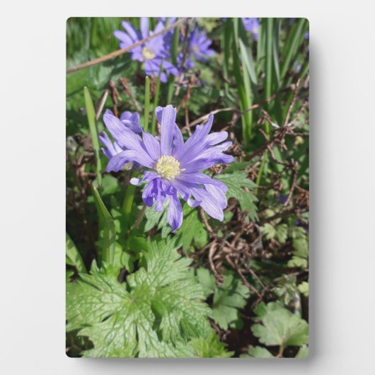 Blauer Garten Blume Fotoplatte (Vorderseite)