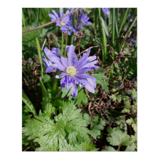 Blauer Garten Blume Poster (Vorderseite)