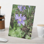 Blauer Garten Blume Sockelschild (In SItu)