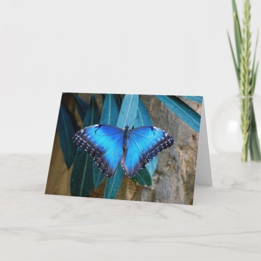Blauer Gemeiner Morpho Schmetterling Karte (Vorderseite)