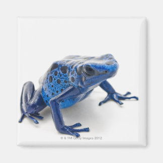 Blauer Gift-Dart-Frosch (Dendrobates-Tinctorius) Magnet