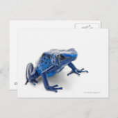 Blauer Gift-Dart-Frosch (Dendrobates-Tinctorius) Postkarte (Vorne/Hinten)