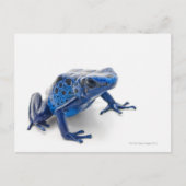 Blauer Gift-Dart-Frosch (Dendrobates-Tinctorius) Postkarte (Vorderseite)