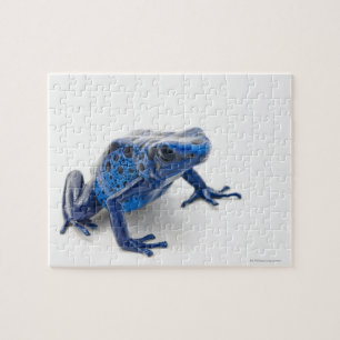 Blauer Gift-Dart-Frosch (Dendrobates-Tinctorius) Puzzle