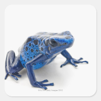 Blauer Gift-Dart-Frosch (Dendrobates-Tinctorius) Quadratischer Aufkleber