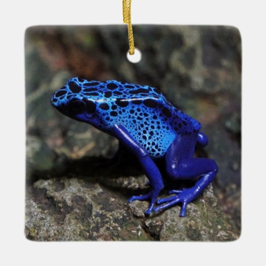 Blauer Gift-Dart-Frosch, heller Blaufrosch Keramikornament (Vorderseite)