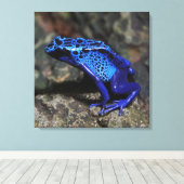 Blauer Gift-Dart-Frosch, heller Blaufrosch Leinwanddruck (Insitu (Holzboden))